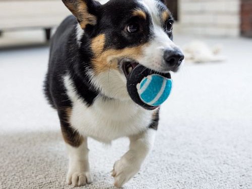 Corgi Carrying A Tennis Ball In His Mouth