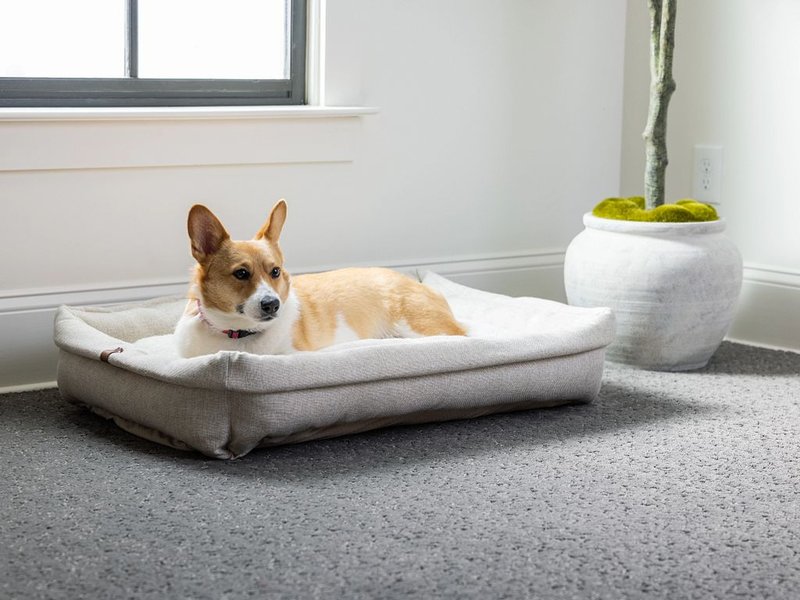 Corgi sitting in a dog bed